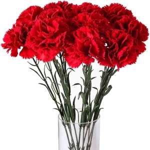 Antalya Flower Order - Carnations