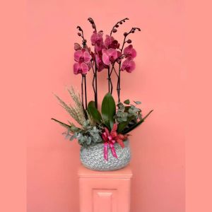  Blumen für Antalya - Die Orchideen