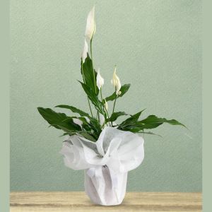  Floristen in Antalya - Die Topfblumen